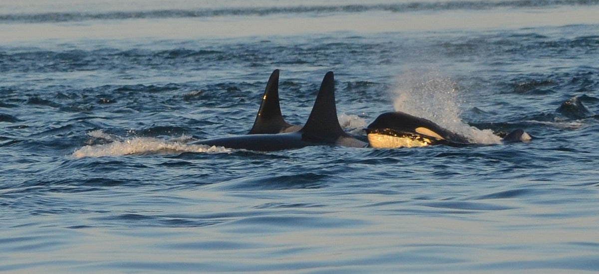 Scottish Wildlife | 10 Amazing Species and Where to See Them