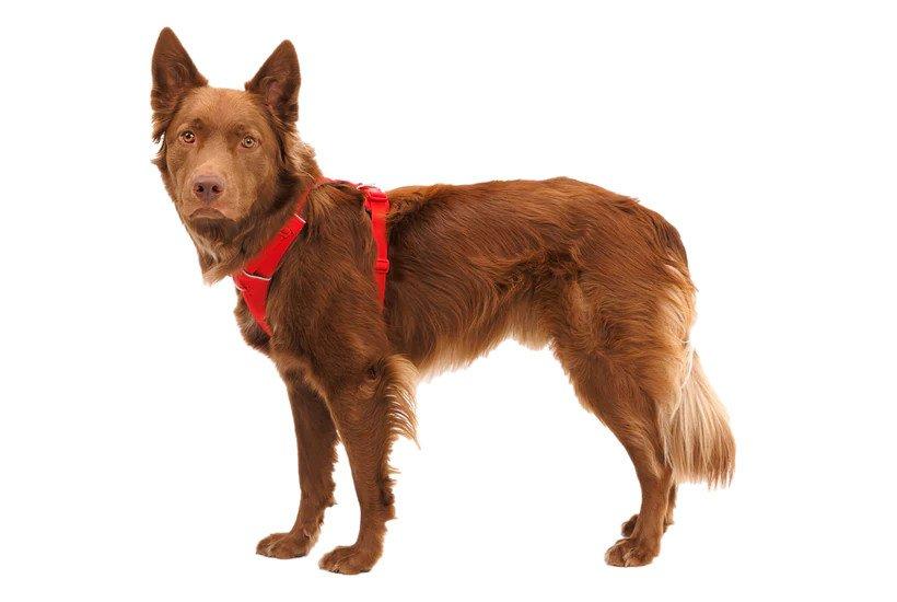 Front Range Harness - Red