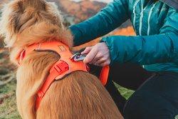 Ruffwear Front Range Harness - Orange