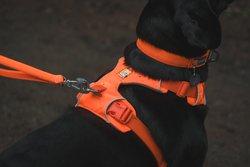 Ruffwear Front Range Harness - Orange