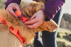 Front Range Collar - Orange