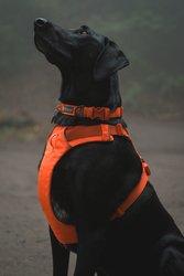 Front Range Collar - Orange