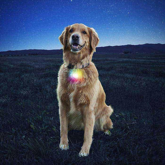 SpotLit Collar Light