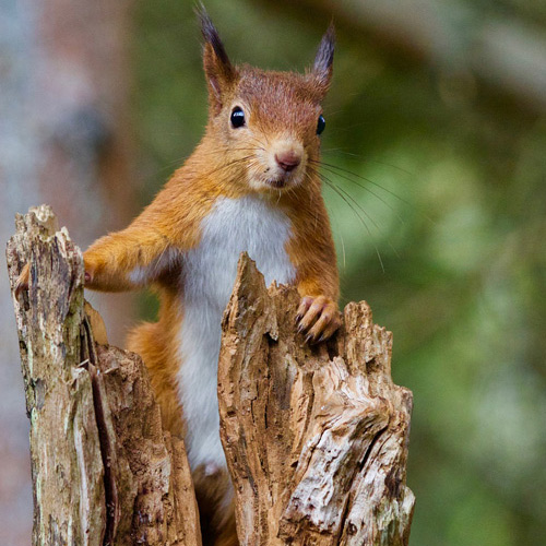 Scottish Wildlife - 10 amazing species and where to see them